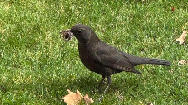 Die Amsel sucht im Garten Material zum Nestbau, gesehen von unserer Leserin Heidi Kostic.