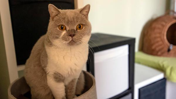 KATZENTEMPEL ERLANGEN KURZ VOR DER ERÖFFNUNG