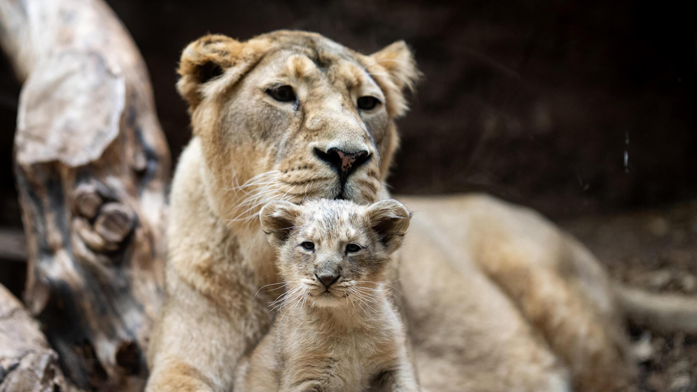 23.02.2026 --- Tiergarten --- Tiergartenbesuch ---