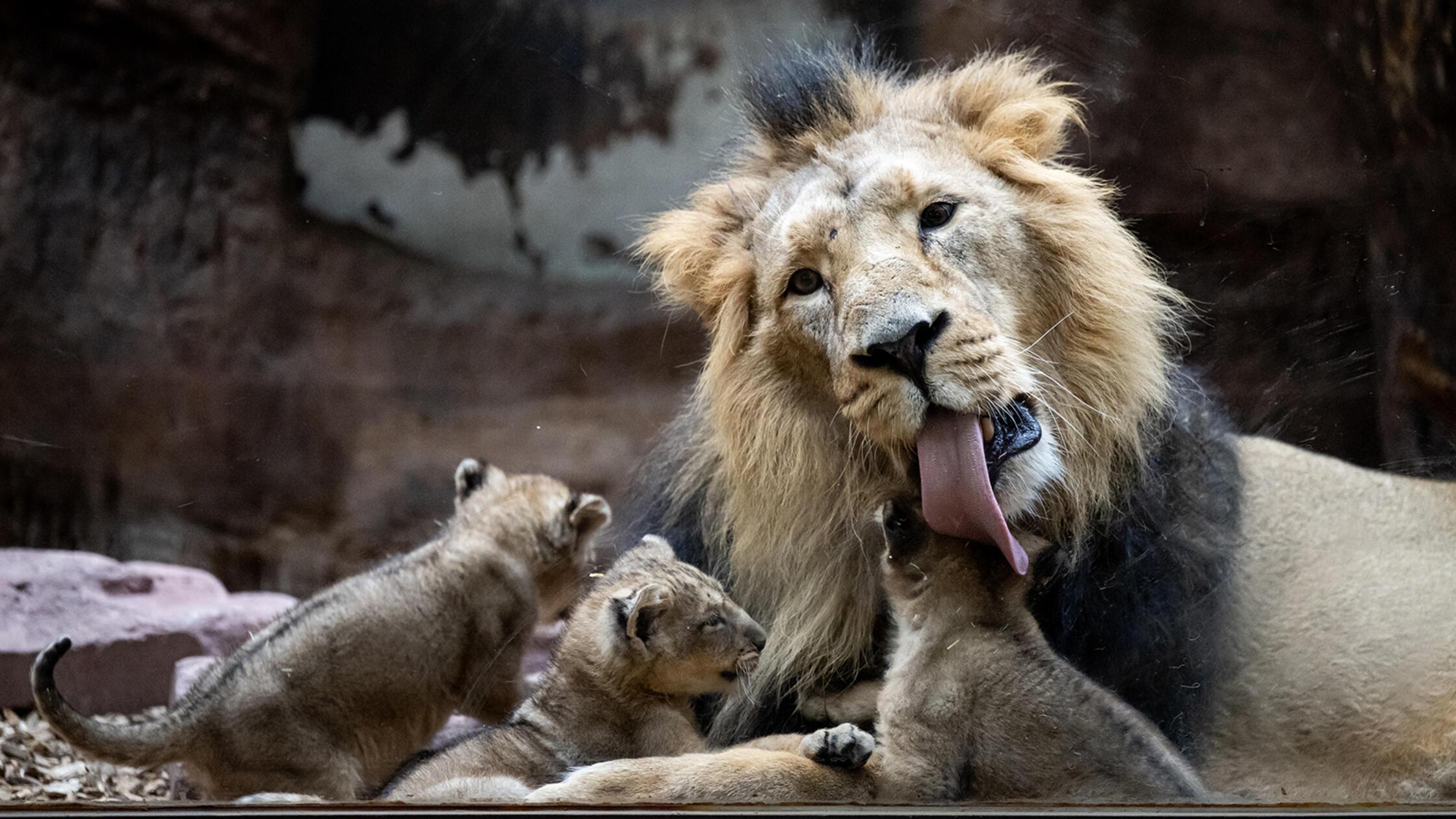 23.02.2026 --- Tiergarten --- Tiergartenbesuch ---