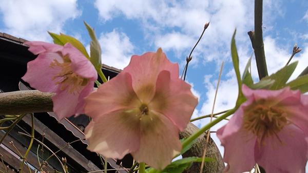 Unsere Leserin Rosy Treu hat Christrosen fotografiert.