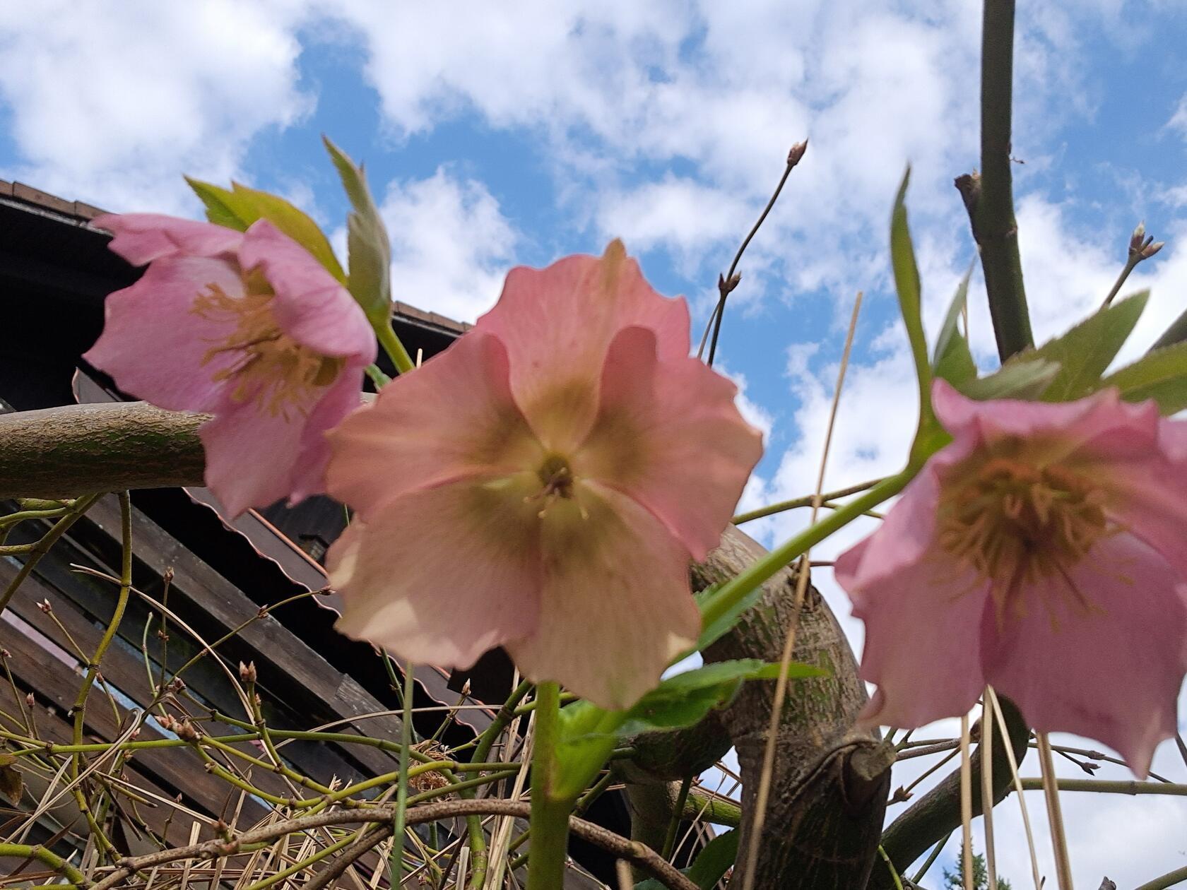 Unsere Leserin Rosy Treu hat Christrosen fotografiert.