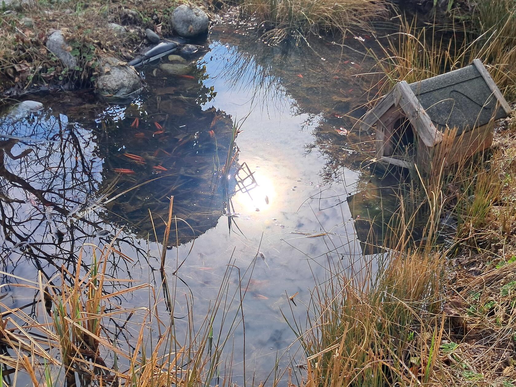 Ihren Teich hat unsere Leserin Rosy Treu fotografiert.