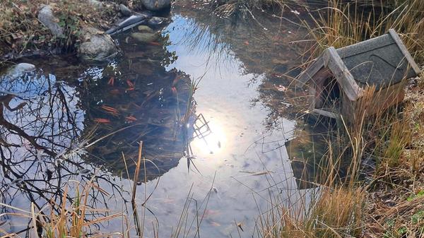 Ihren Teich hat unsere Leserin Rosy Treu fotografiert.