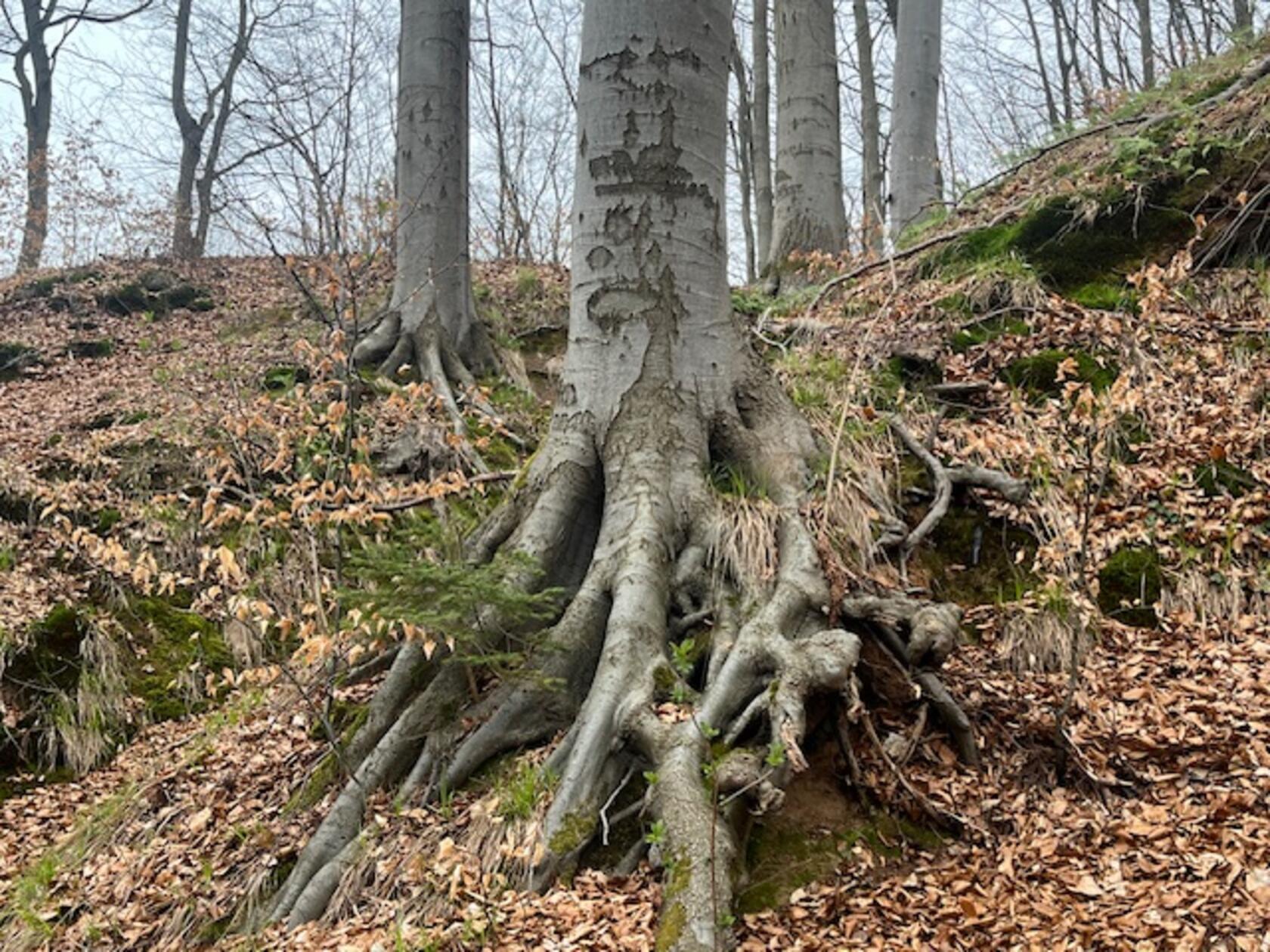 "Tiefe Wurzeln, starker Halt… was dich trägt, liegt oft im Verborgenen", so der Titel des Fotos von Leser Josef Fink.