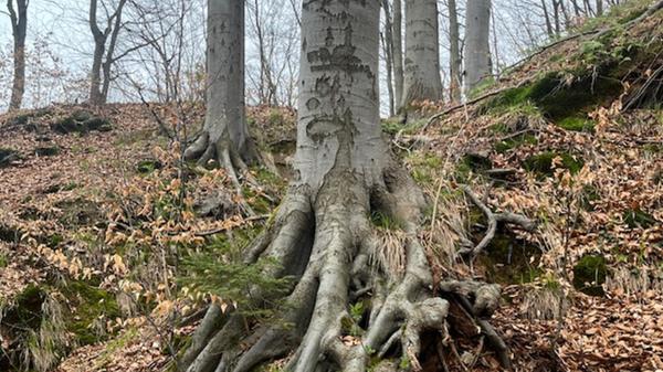 "Tiefe Wurzeln, starker Halt… was dich trägt, liegt oft im Verborgenen", so der Titel des Fotos von Leser Josef Fink.