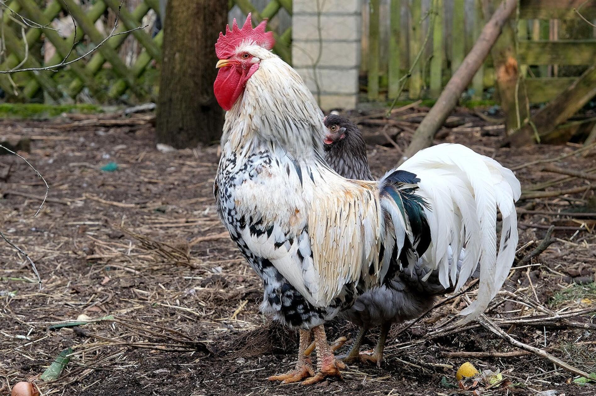 In Sondersfeld entdeckte Helmut Wittmann diesen stolzen Hahn.