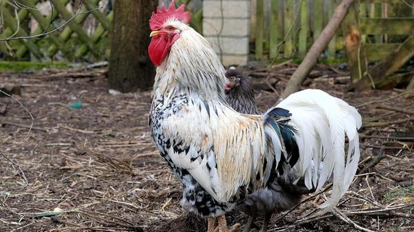 In Sondersfeld entdeckte Helmut Wittmann diesen stolzen Hahn.