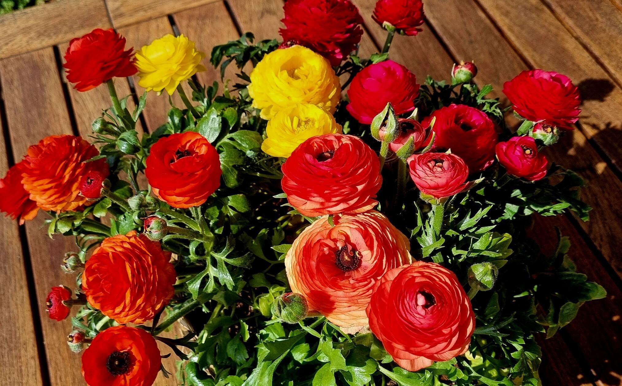 Die Ranunkeln leuchten in der Sonne und machen Lust auf Frühling.