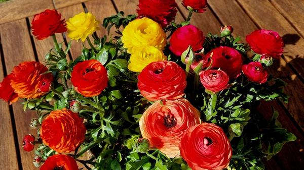 Die Ranunkeln leuchten in der Sonne und machen Lust auf Frühling.