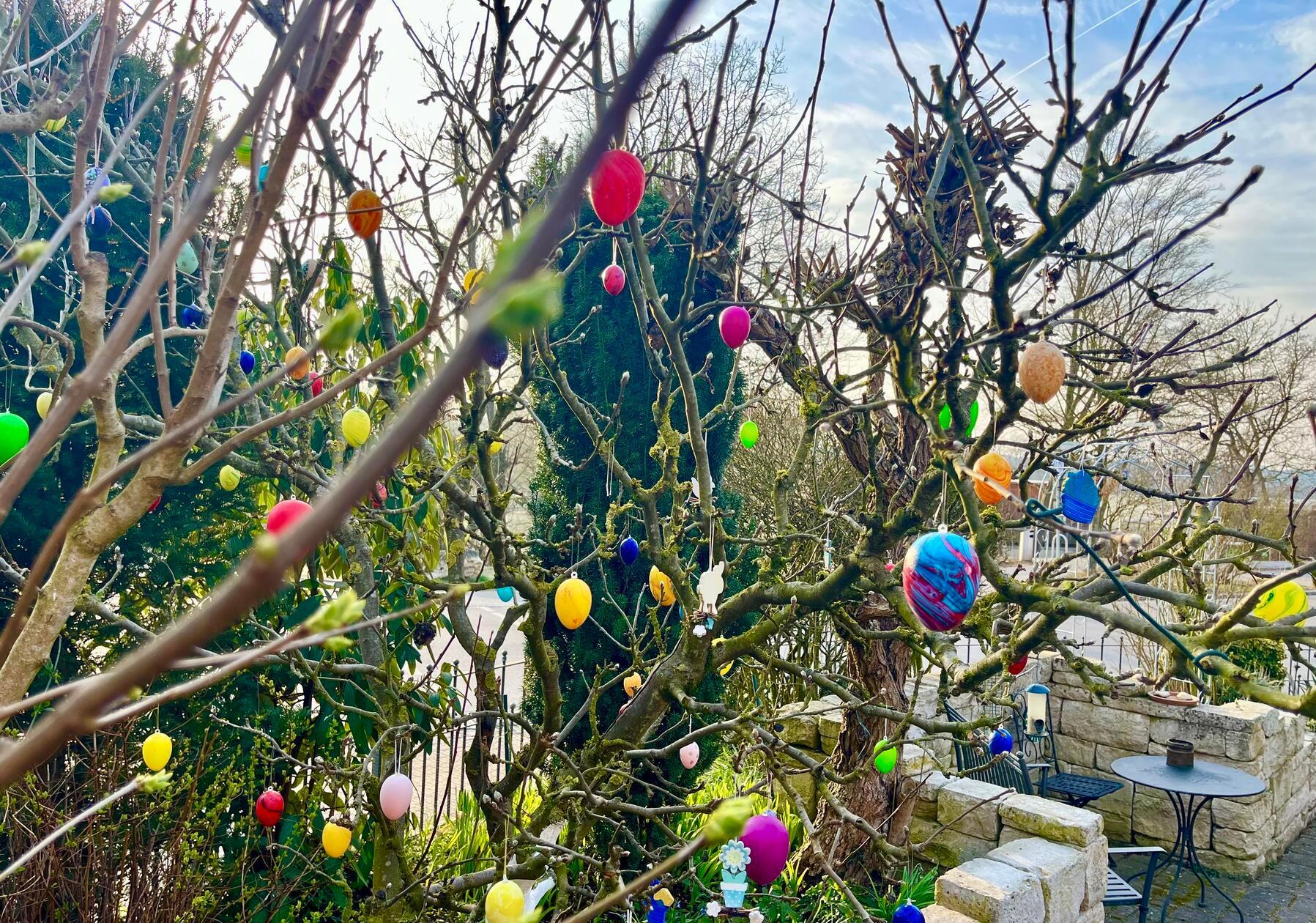 Der Osterbaum im Garten unseres Lesers ist geschmückt, der Osterhase kann kommen.