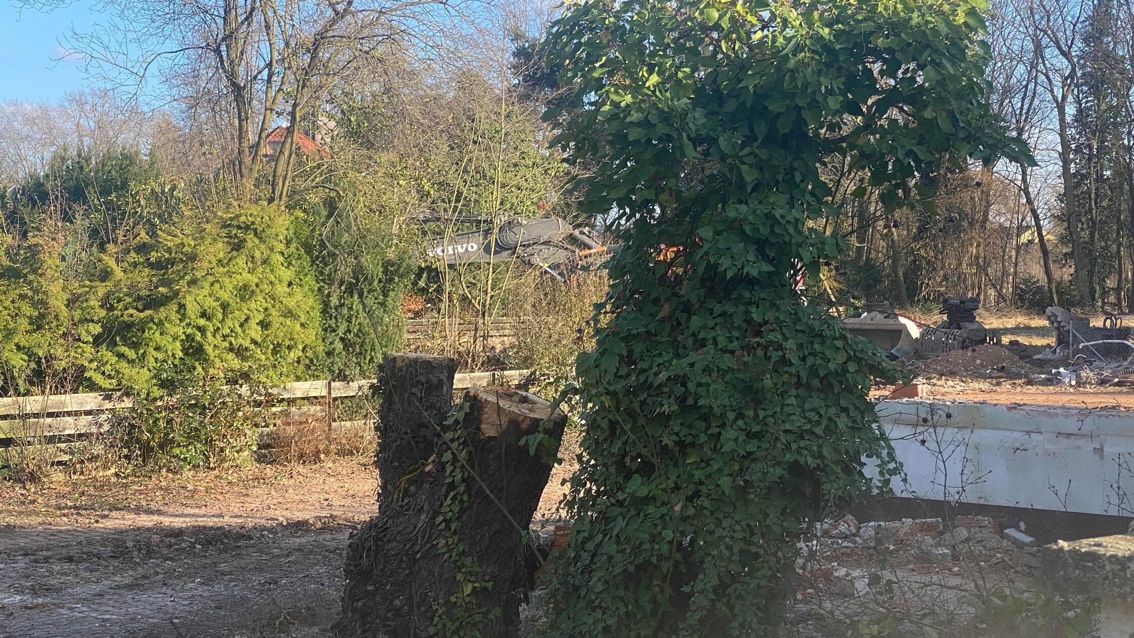 Ungenehmigte Baumfällung