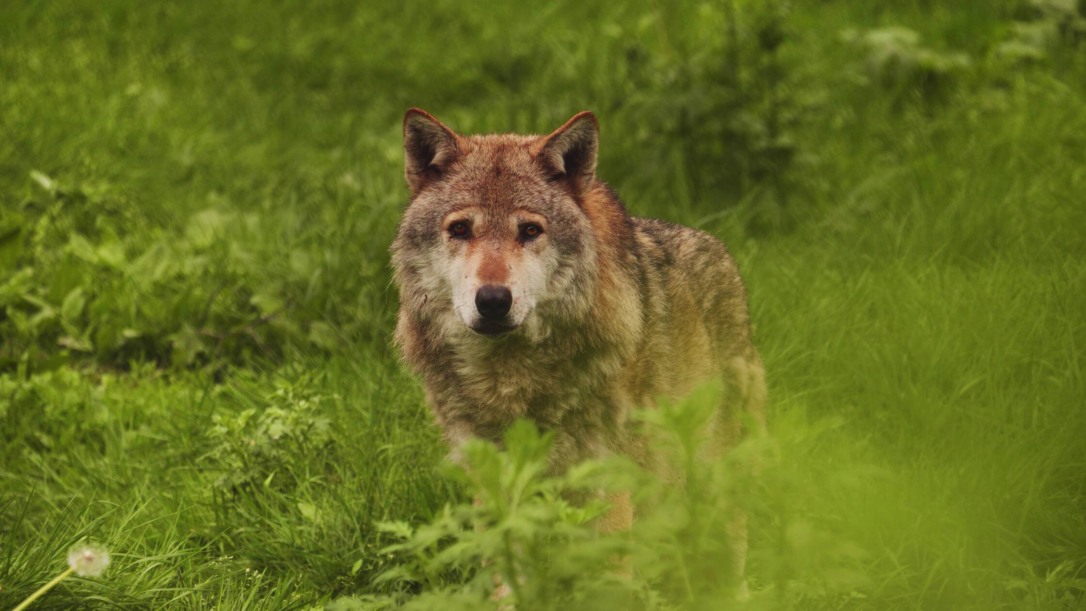 Europaeischer Wolf, Europaeischer Grauwolf, Gewoeh