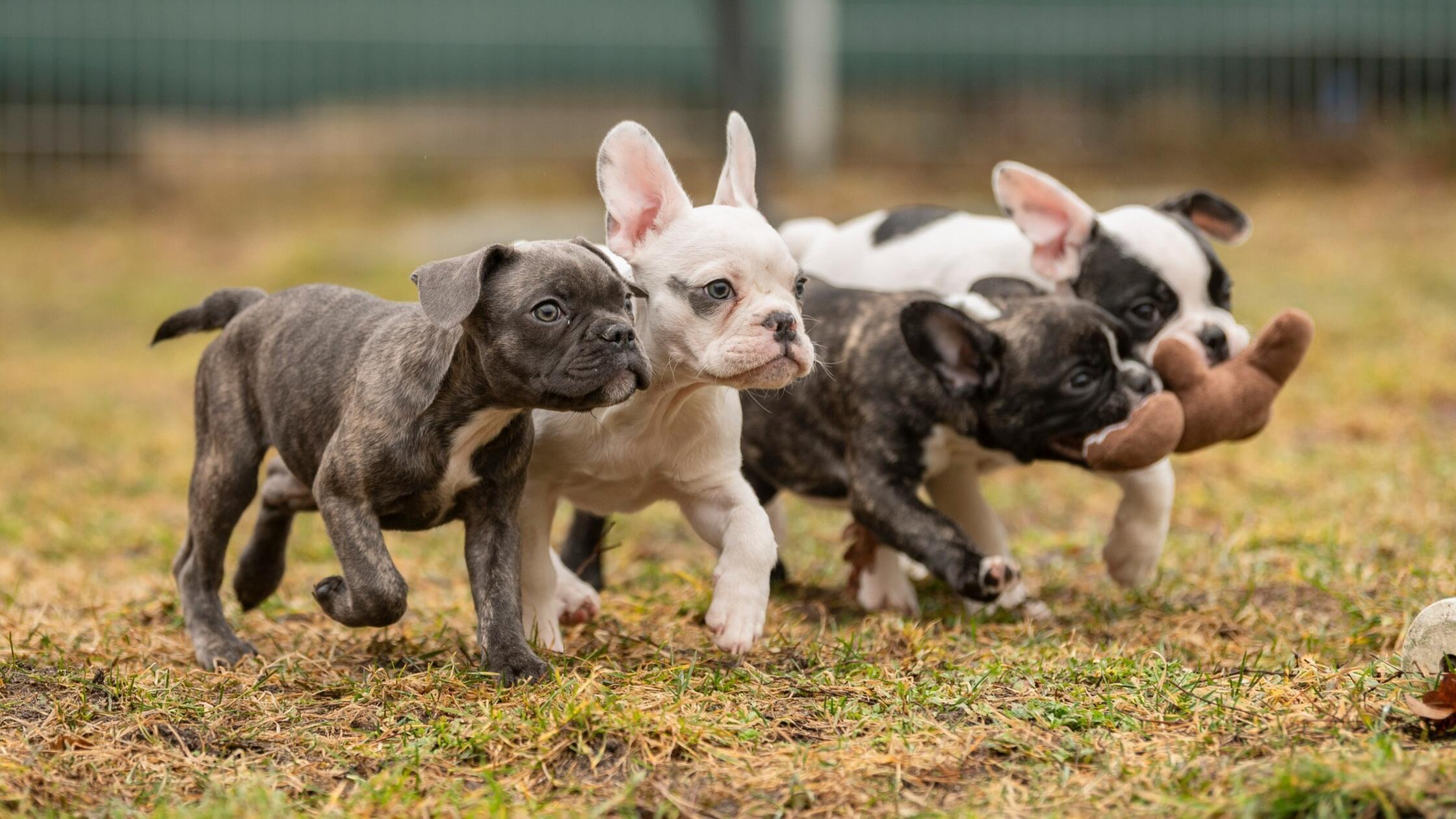Mehr Tiere aus dem Tierheim Nürnberg
