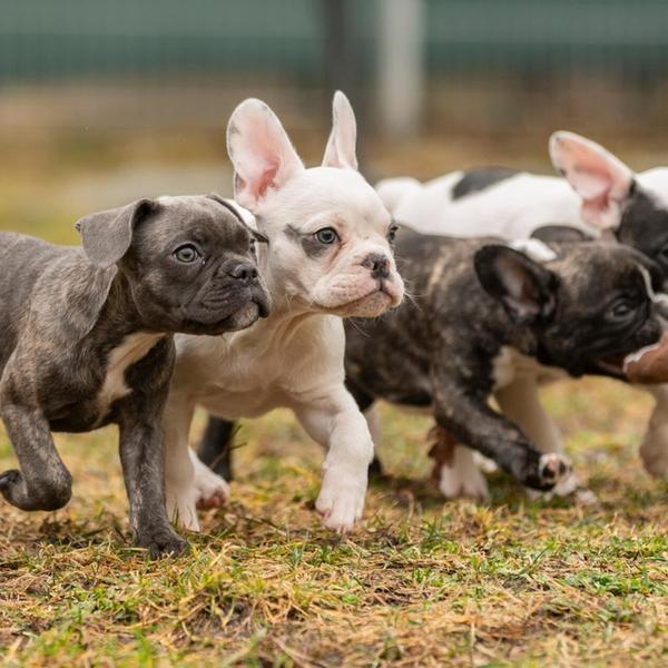 Mehr Tiere aus dem Tierheim Nürnberg