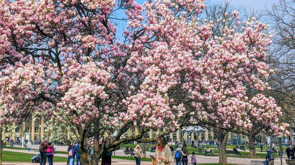 In Stuttgart konnte Leserin Edith Jung diesen blühenden Magnolienbaum fotografieren.