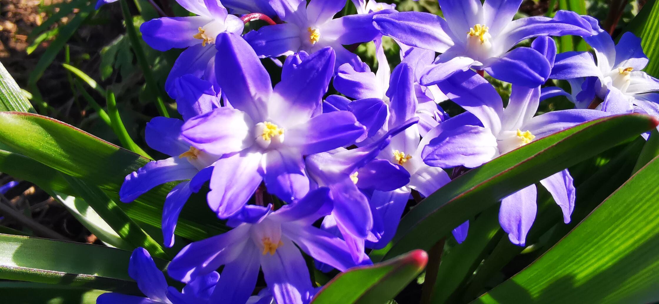 Das "Farbenspiel im Frühjahr" hat unsere Leserin Andrea Weidner fotografiert.