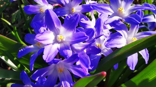 Das "Farbenspiel im Frühjahr" hat unsere Leserin Andrea Weidner fotografiert.
