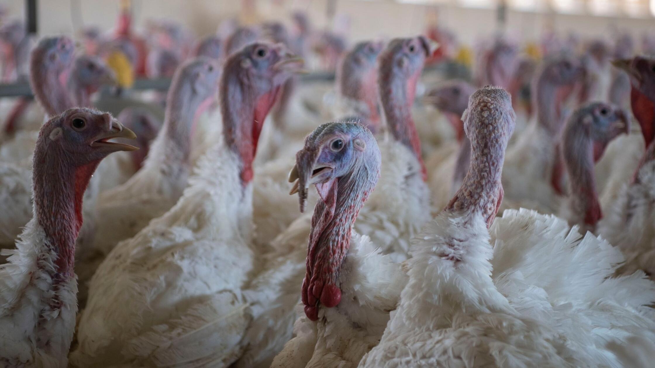 Newcastle-Krankheit breitet sich auf Geflügelhöfen aus