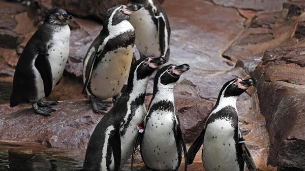 Humboldt Pinguine (Spheniscus humboldti) Tiergarte