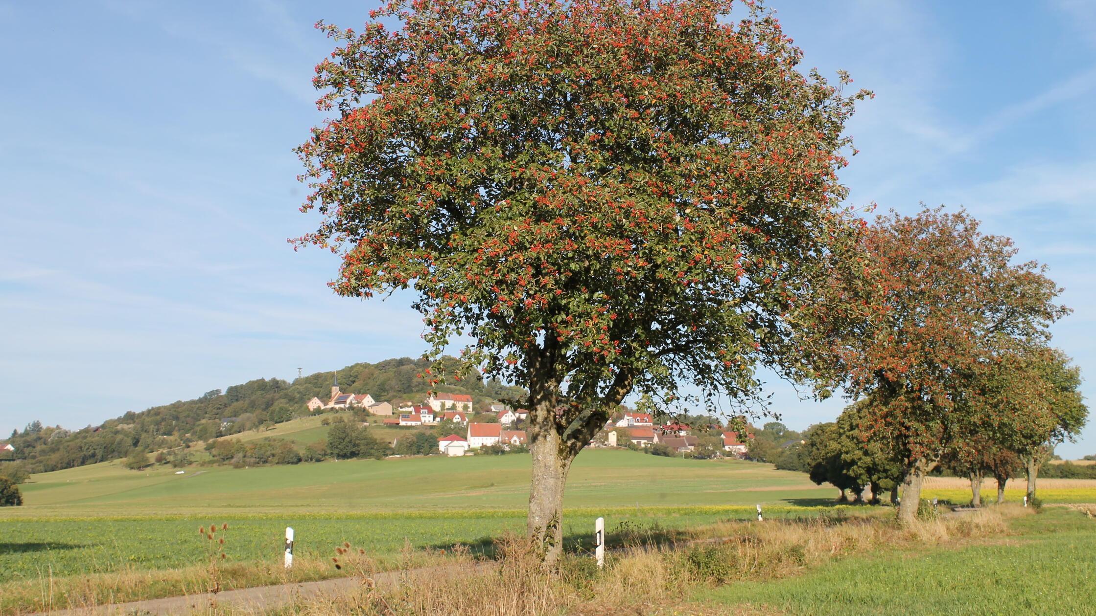 EdInputPic81e94b06-f4fc-46d1-99b0-938aa935b93f