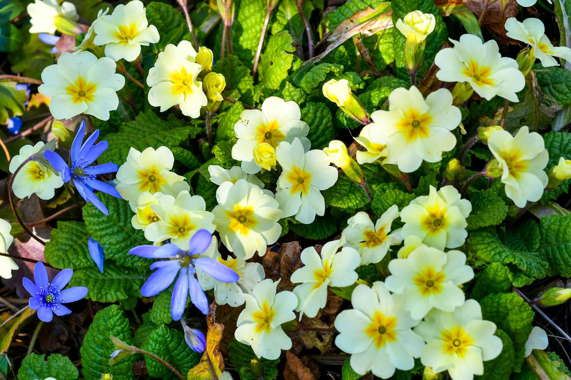 Ein hübscher Mix von bunten Frühblühern, die oft zusammen im Wald oder wie hier im Garten auftauchen.