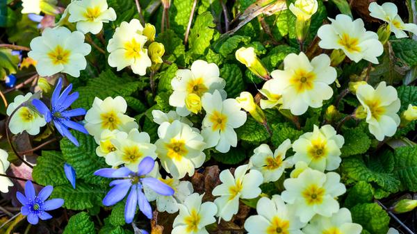 Ein hübscher Mix von bunten Frühblühern, die oft zusammen im Wald oder wie hier im Garten auftauchen.