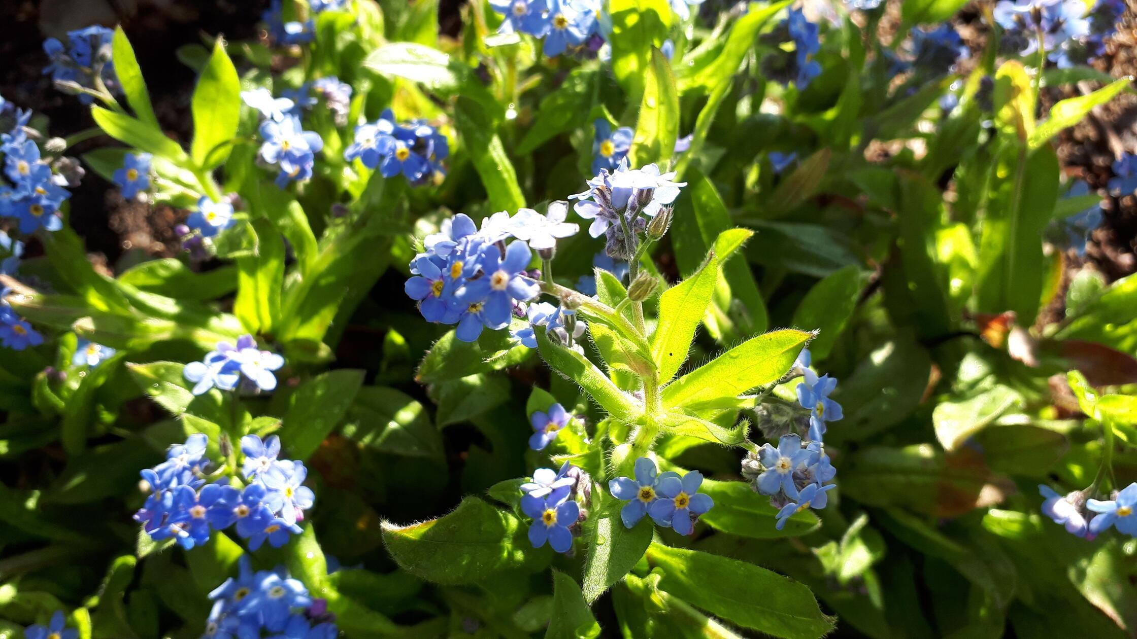 Das Vergissmeinnicht ist reich an Symbolik.