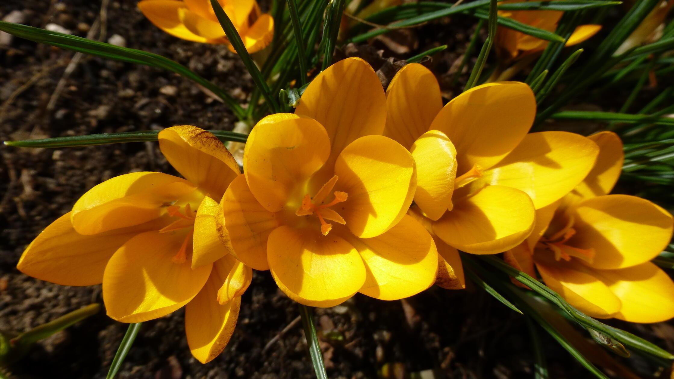 Krokusse immer ein schöner Farbtupfer im Frühjahr.