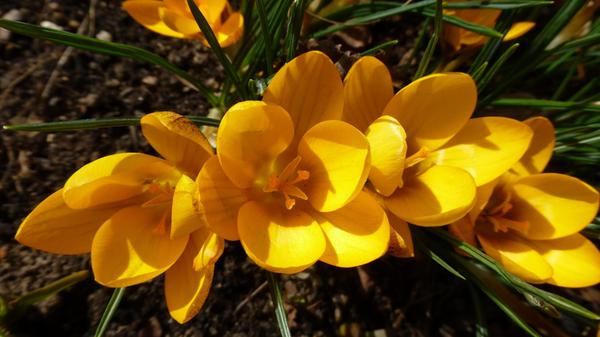 Krokusse immer ein schöner Farbtupfer im Frühjahr.
