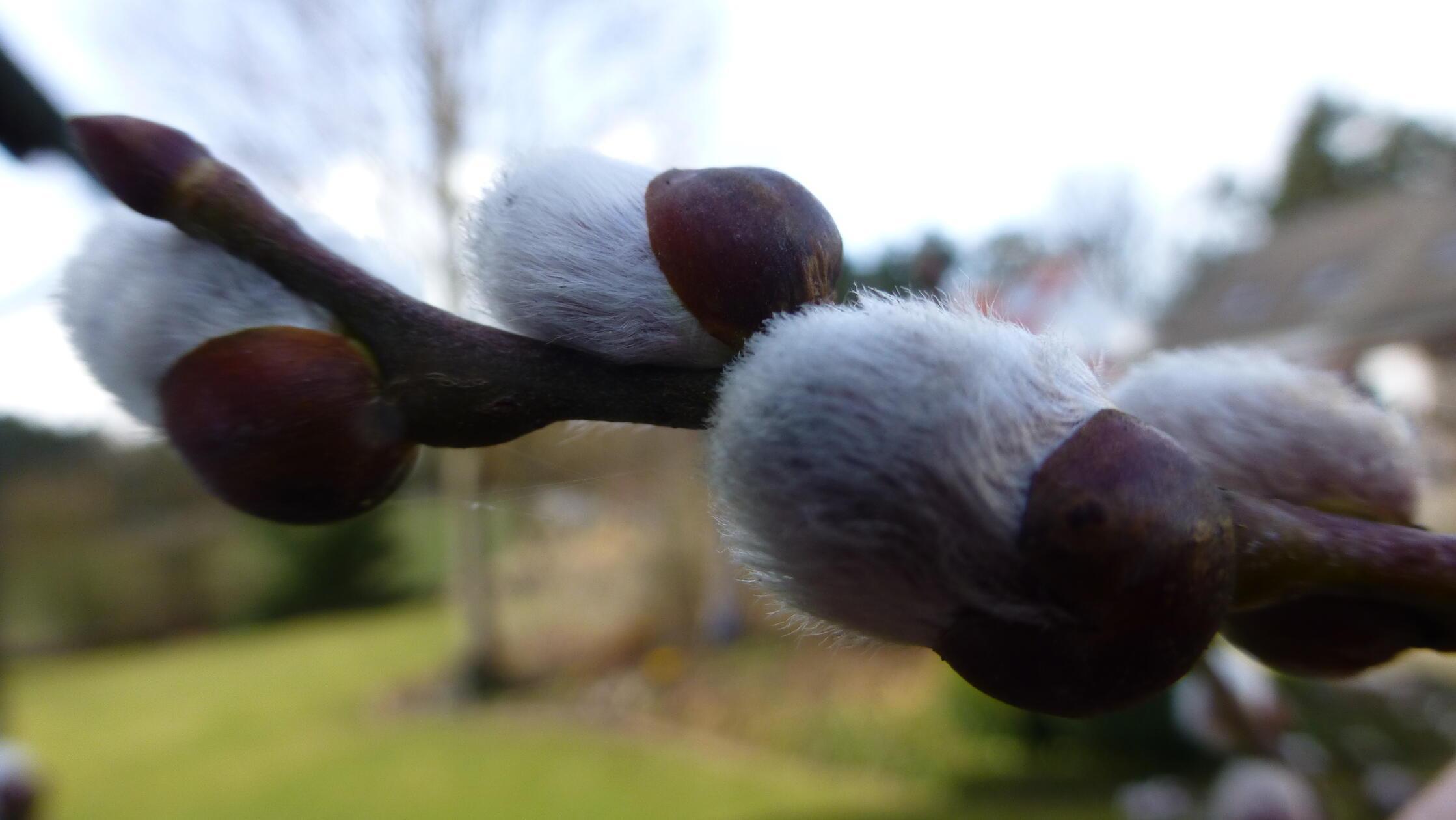 Besonders rund um Palmsonntag werden Palmkätzchen traditionell in Sträußen oder als Schmuck verwendet.