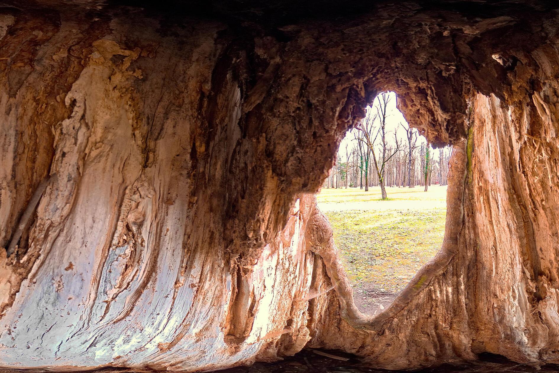 Im Schwabacher Stadtpark aufgenommen. Es zeigt den Blick aus einem hohlen Baum.