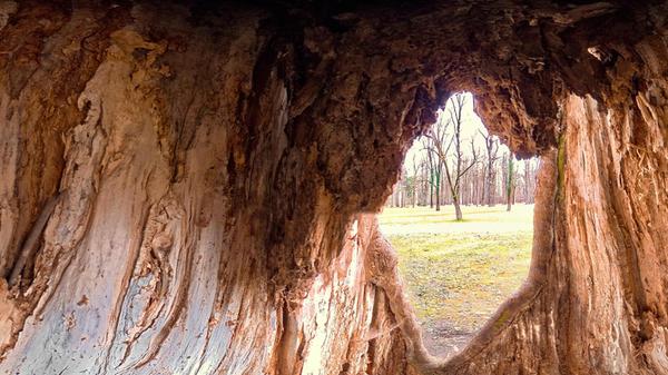Im Schwabacher Stadtpark aufgenommen. Es zeigt den Blick aus einem hohlen Baum.