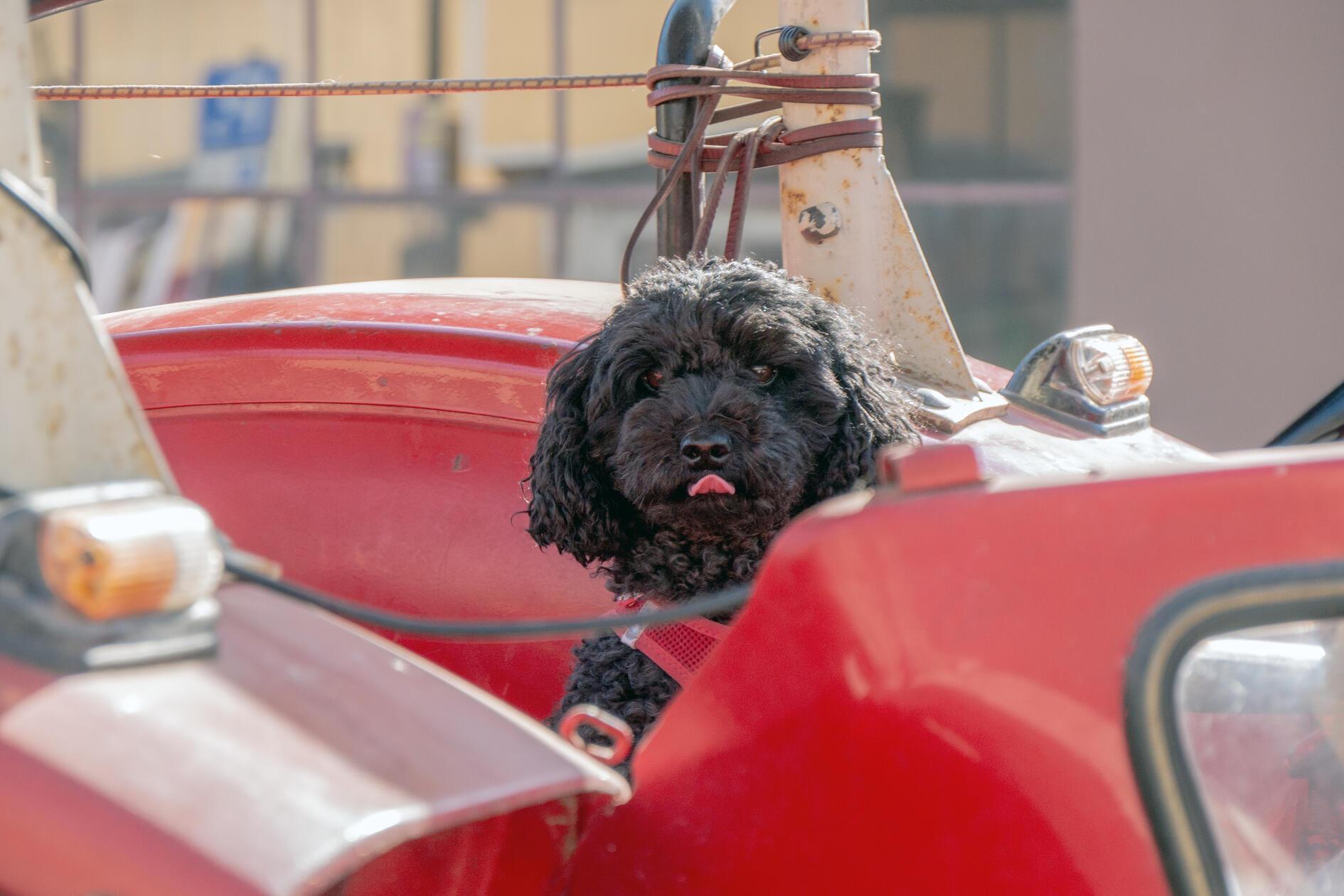 "Hundi" darf mit im Traktor fahren.