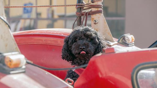 "Hundi" darf mit im Traktor fahren.