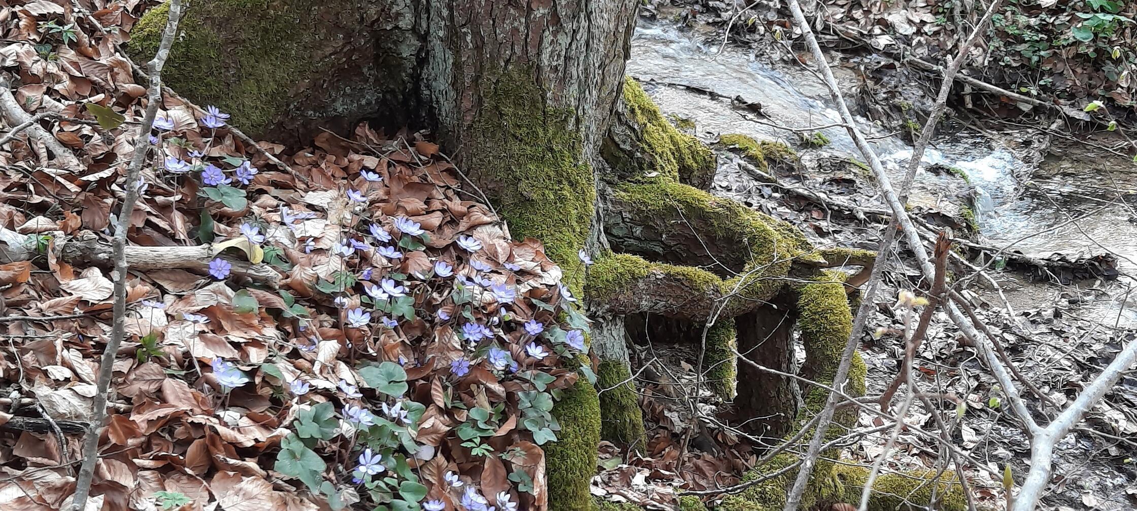 Blümchen am Zufluss zur Steinerenen Rinne bei Fiegenstall.