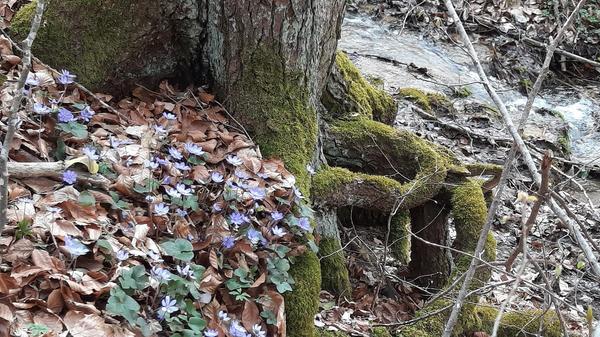 Blümchen am Zufluss zur Steinerenen Rinne bei Fiegenstall.