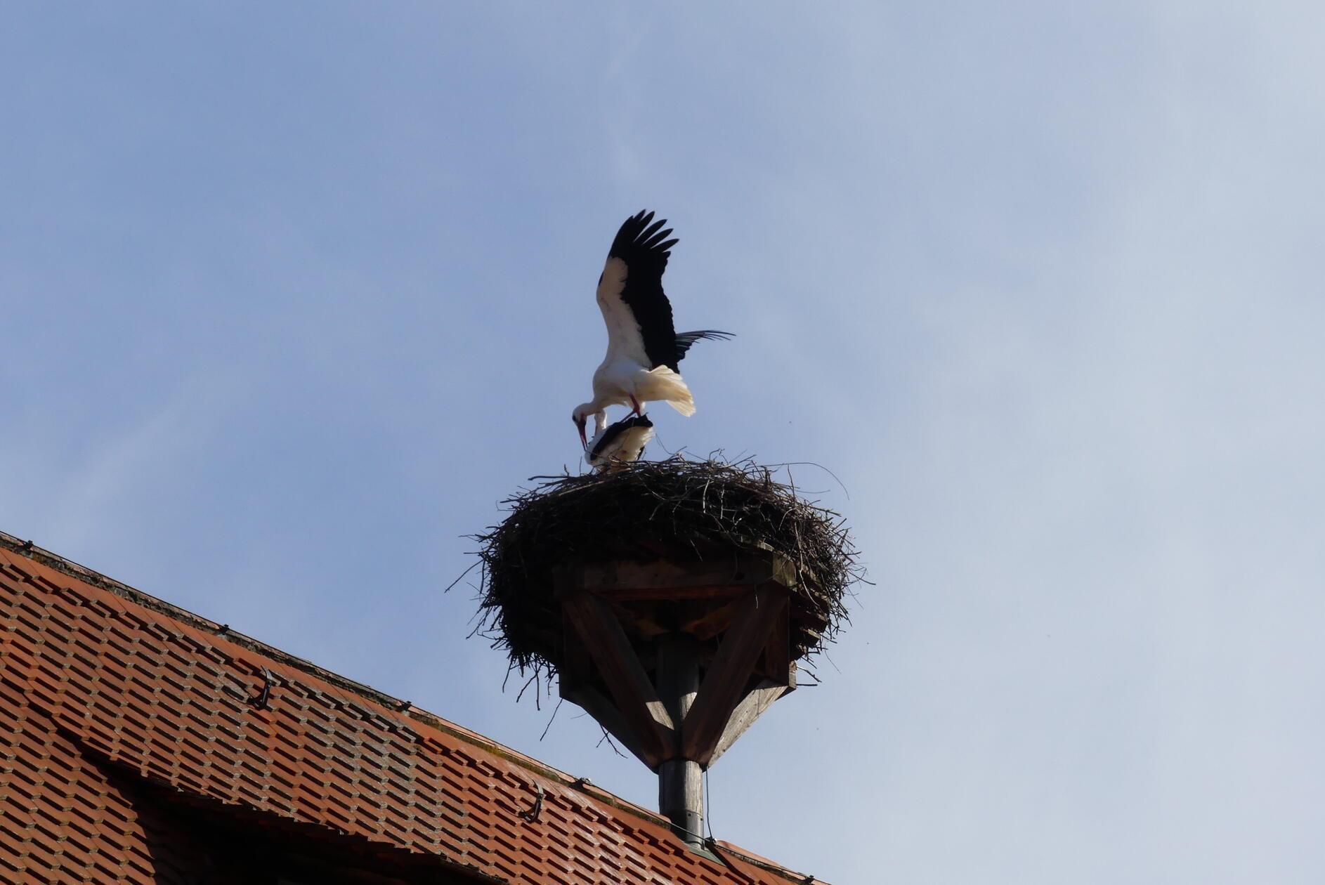 Auch in Spalt wird bei den Störchen schon eifrig für Nachwuchs gesorgt.
