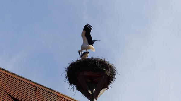 Auch in Spalt wird bei den Störchen schon eifrig für Nachwuchs gesorgt.