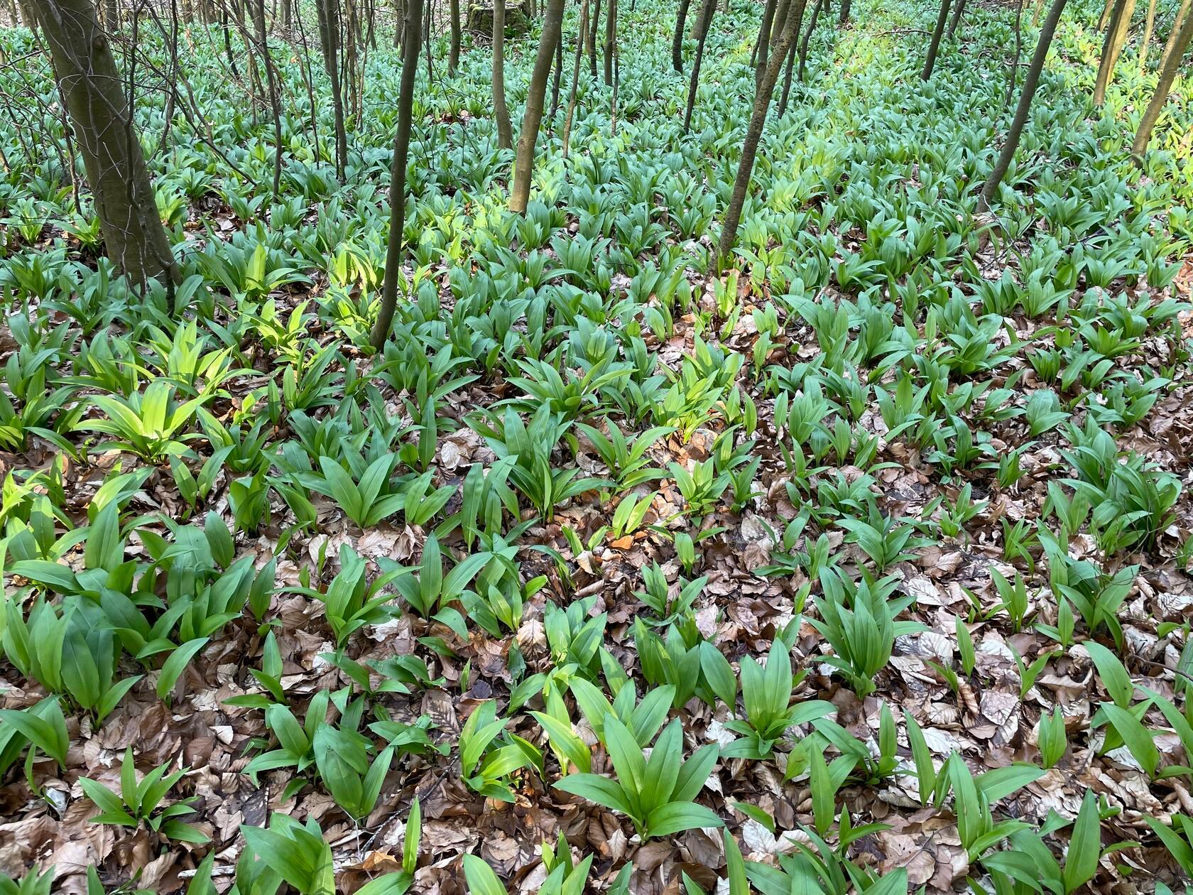 Der erste Bärlauch genießt die Sonne.