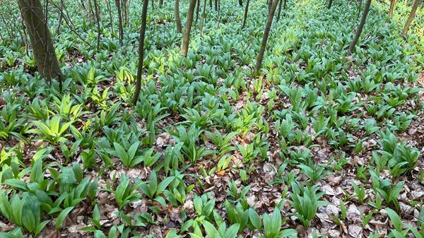 Der erste Bärlauch genießt die Sonne.