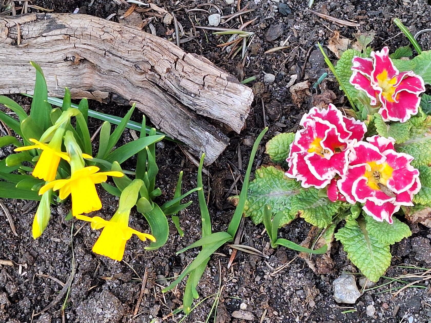 Zwei schöne Frühlingsboten im Garten unseres Lesers.