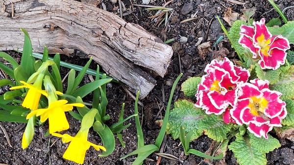 Zwei schöne Frühlingsboten im Garten unseres Lesers.