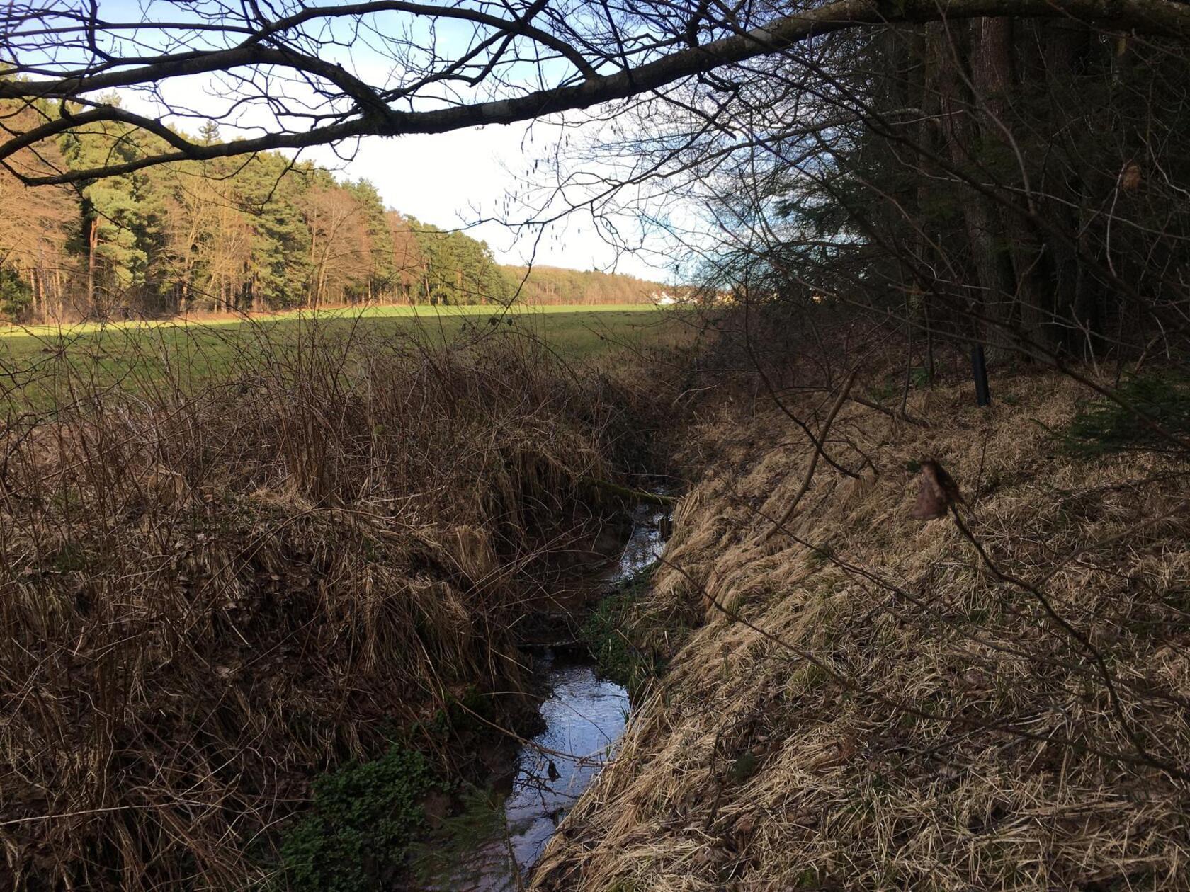 Der harmonische Geislachgraben plätschert ruhig am Waldesrand nahe Altenfelden – sein Ursprungsort Harrhof ist noch in Sichtweite. 