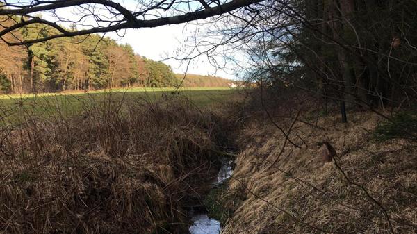Der harmonische Geislachgraben plätschert ruhig am Waldesrand nahe Altenfelden – sein Ursprungsort Harrhof ist noch in Sichtweite.