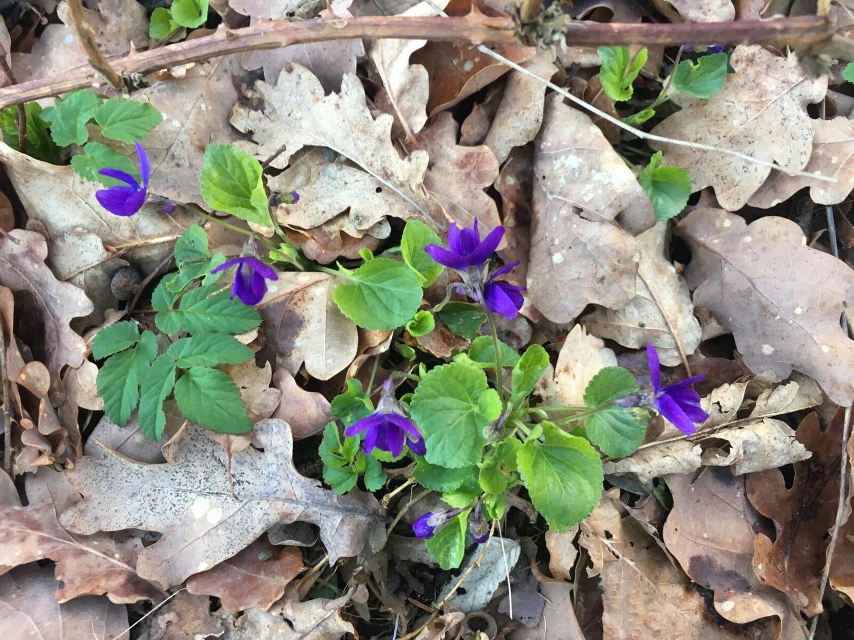 Wunderschöne Blümchen unter einem Eichenbaum im Wald bei Altenfelden - bitte nicht pflücken!