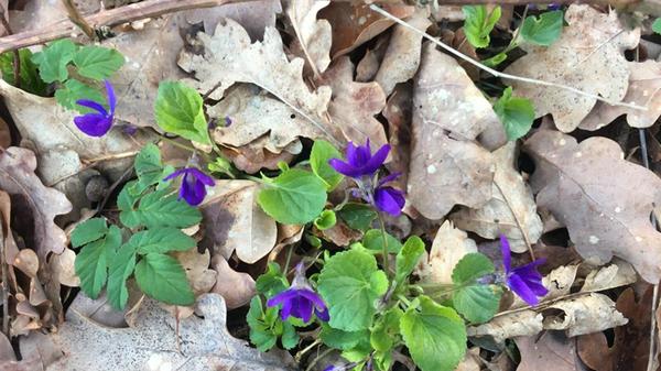 Wunderschöne Blümchen unter einem Eichenbaum im Wald bei Altenfelden - bitte nicht pflücken!