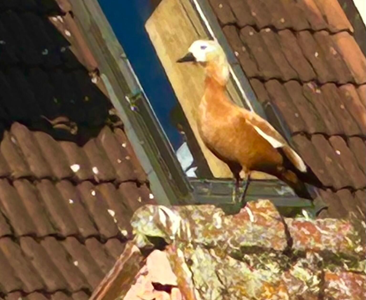 Eine Rostgans am Dachfirst, gesehen von unserem Leser.