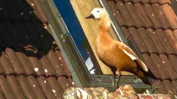 Eine Rostgans am Dachfirst, gesehen von unserem Leser.