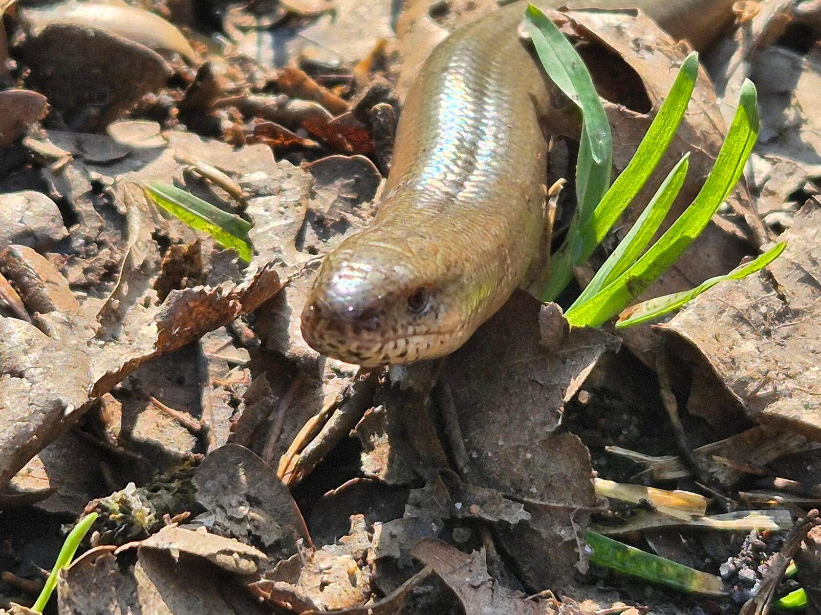 Nicht nur die Pflanzen erwachen wieder zum Leben. Auch die Tiere genießen wieder die Sonne. 
